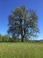 Image of valley oak