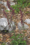 Image of Royal helleborine