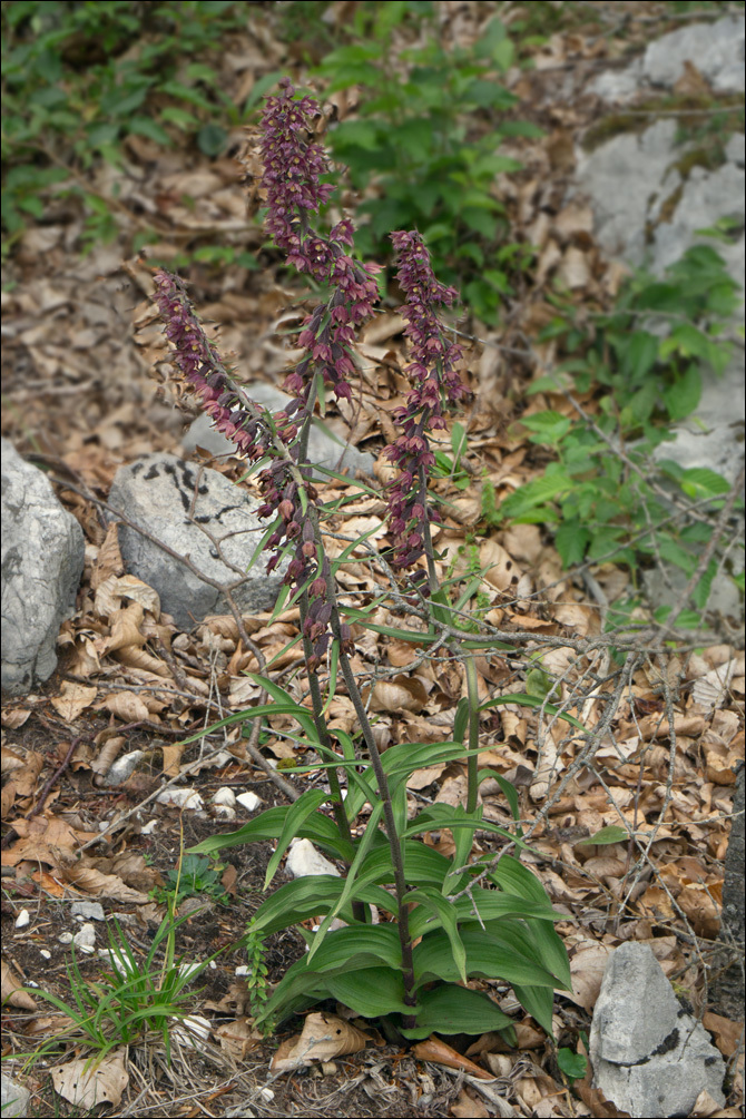 Image of Royal helleborine