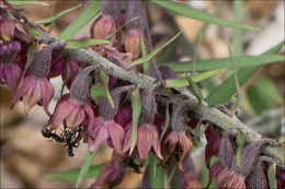 Image of Royal helleborine