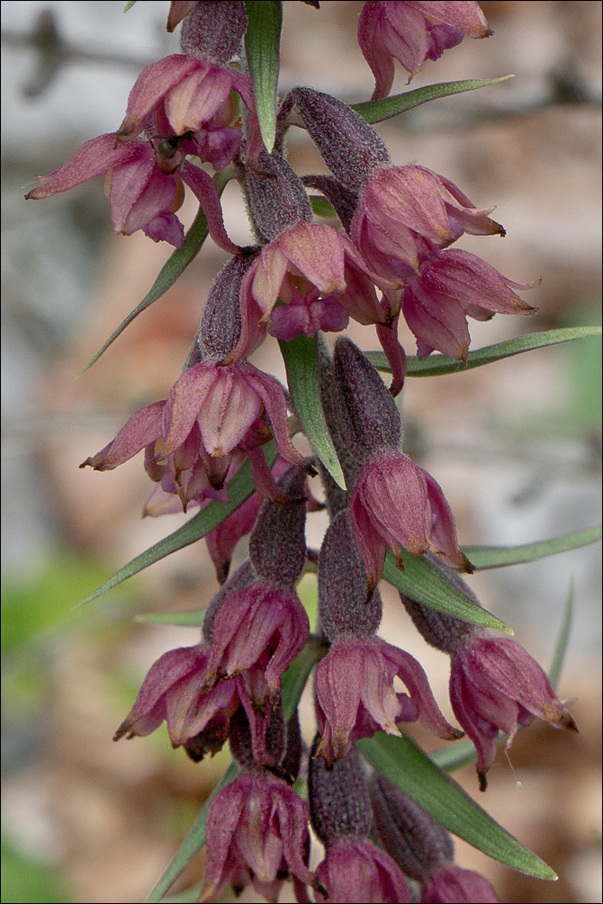 Image of Royal helleborine