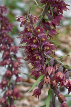 Image of Royal helleborine