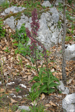 Image of Royal helleborine