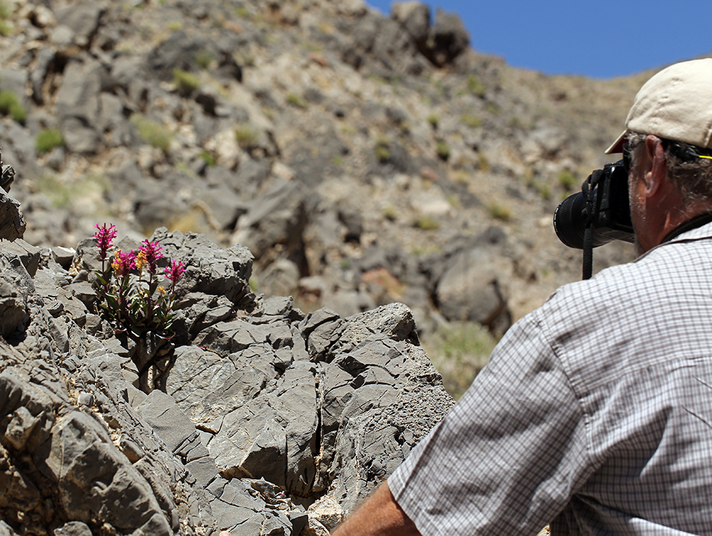 Image of limestone beardtongue