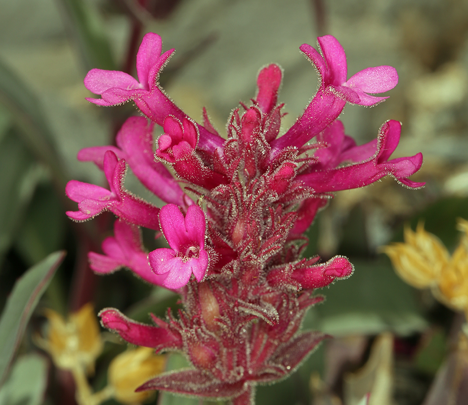 Image of limestone beardtongue