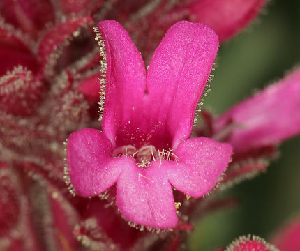 Image of limestone beardtongue