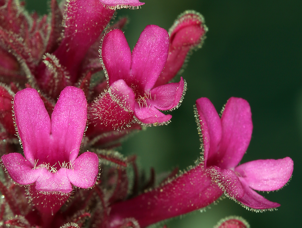 Image of limestone beardtongue