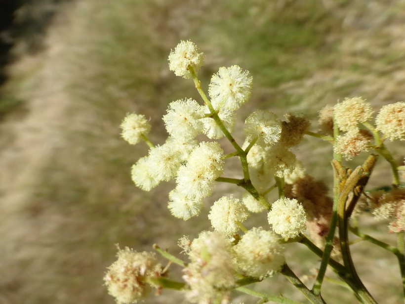 Image of black wattle