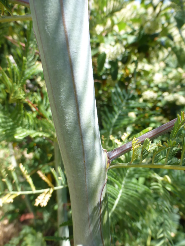 Image of black wattle