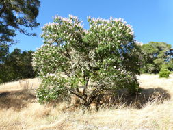 Aesculus californica (Spach) Nutt. resmi