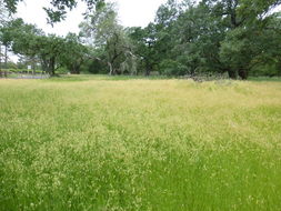 Image of big quakinggrass