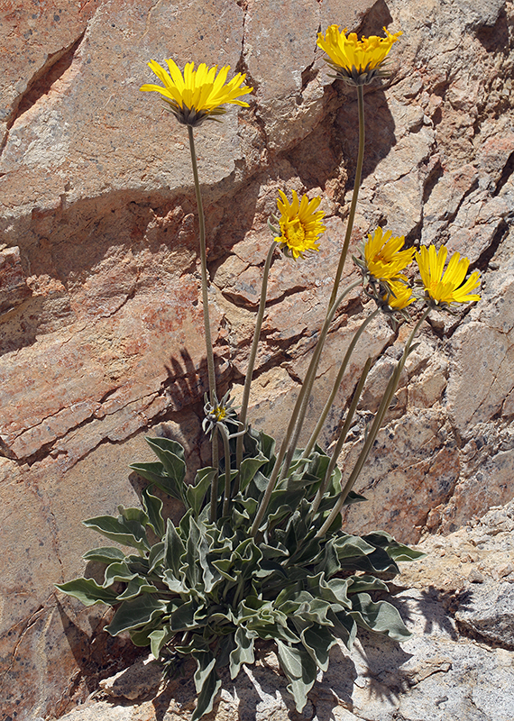 صورة Enceliopsis nudicaulis (A. Gray) A. Nels.