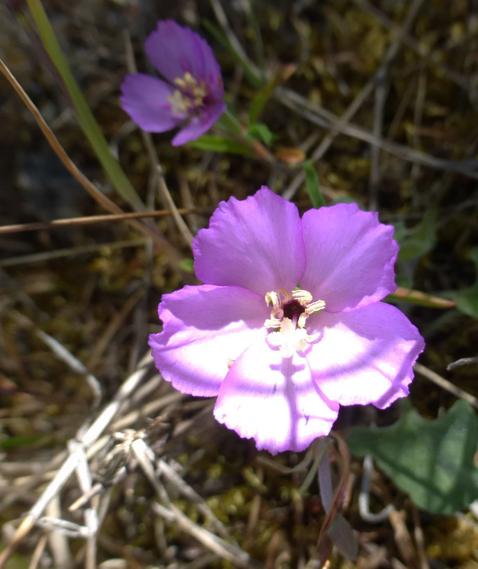 Image of Sonoma clarkia