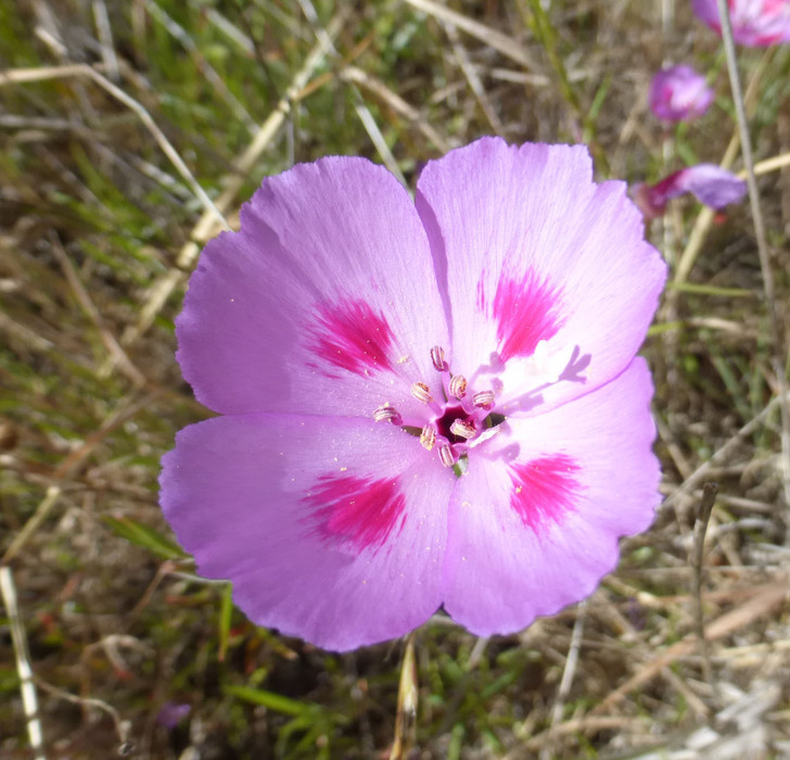 Imagem de Clarkia gracilis subsp. sonomensis (C. L. Bitchc.) F. H. Lewis & M. E. Lewis