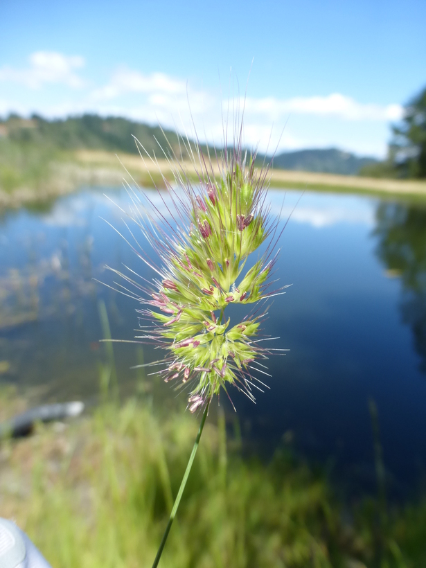 Image of Bristly dogstail grass