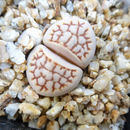 Image of <i>Lithops julii</i> var. <i>reticulata</i>