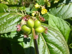 Image de Leycesteria crocothyrsos Airy Shaw