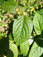 Image de Leycesteria crocothyrsos Airy Shaw