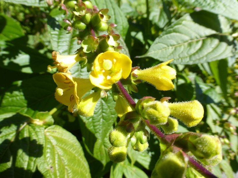 Image de Leycesteria crocothyrsos Airy Shaw