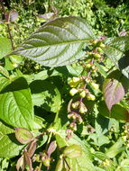 Image de Leycesteria crocothyrsos Airy Shaw