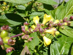 Image de Leycesteria crocothyrsos Airy Shaw