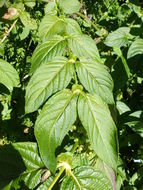 Image de Leycesteria crocothyrsos Airy Shaw