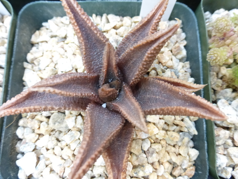 Image of <i>Haworthia koelmaniorum</i>