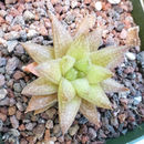 Sivun Haworthia reticulata var. hurlingii (Poelln.) M. B. Bayer kuva