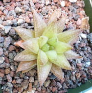 Haworthia reticulata var. hurlingii (Poelln.) M. B. Bayer resmi