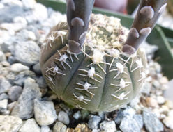 Plancia ëd Gymnocalycium ragonesei A. Cast.