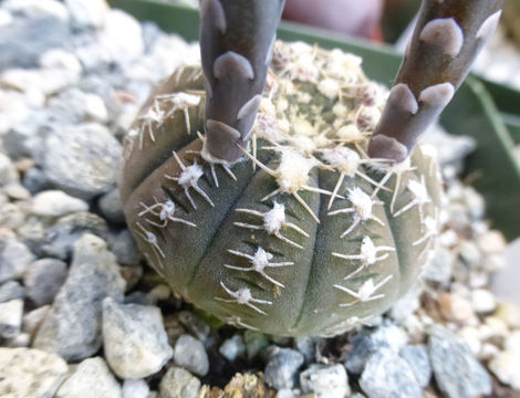 Image of Gymnocalycium ragonesei A. Cast.