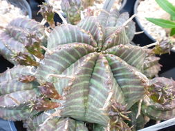 Слика од Euphorbia meloformis Aiton