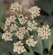 Image of Gilman's springparsley