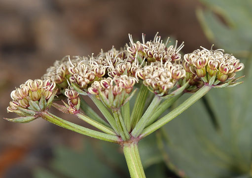 Image of Gilman's springparsley