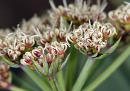 Image of Gilman's springparsley