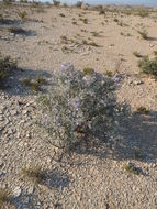 Image of Big Bend barometerbush