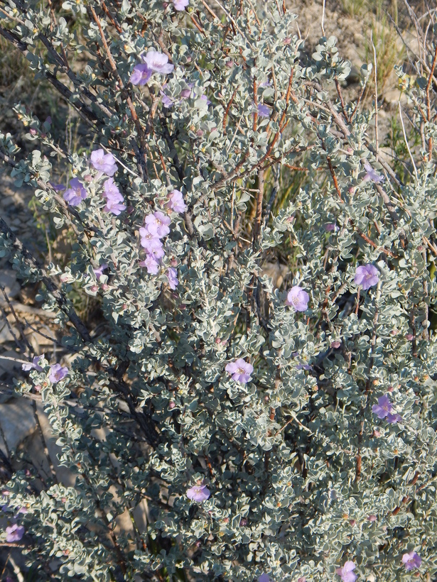 Image of Big Bend barometerbush