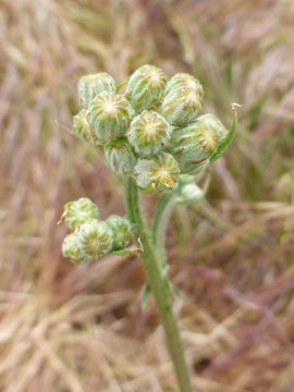 Image of beaked hawksbeard