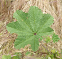 Image of Least Mallow