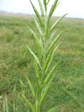 Image of charlock mustard