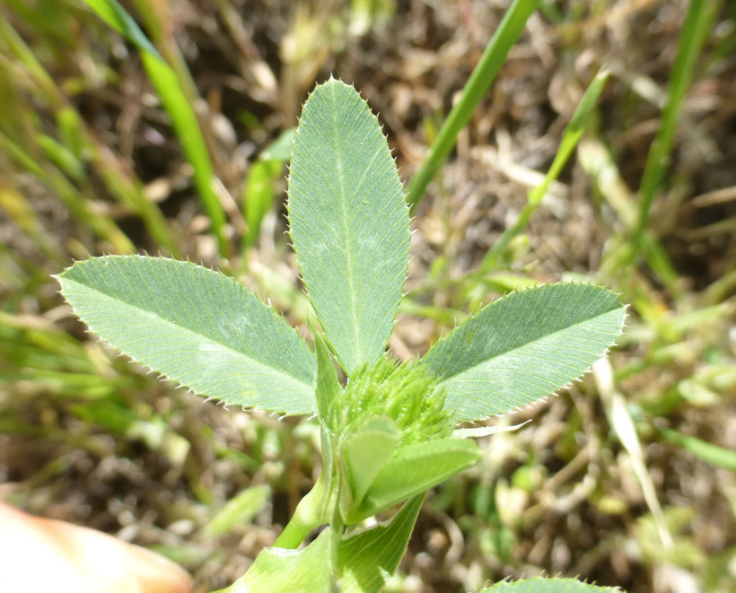 Image of Foothill Clover