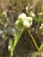 Imagem de Sanicula bipinnata Hook. & Arn.