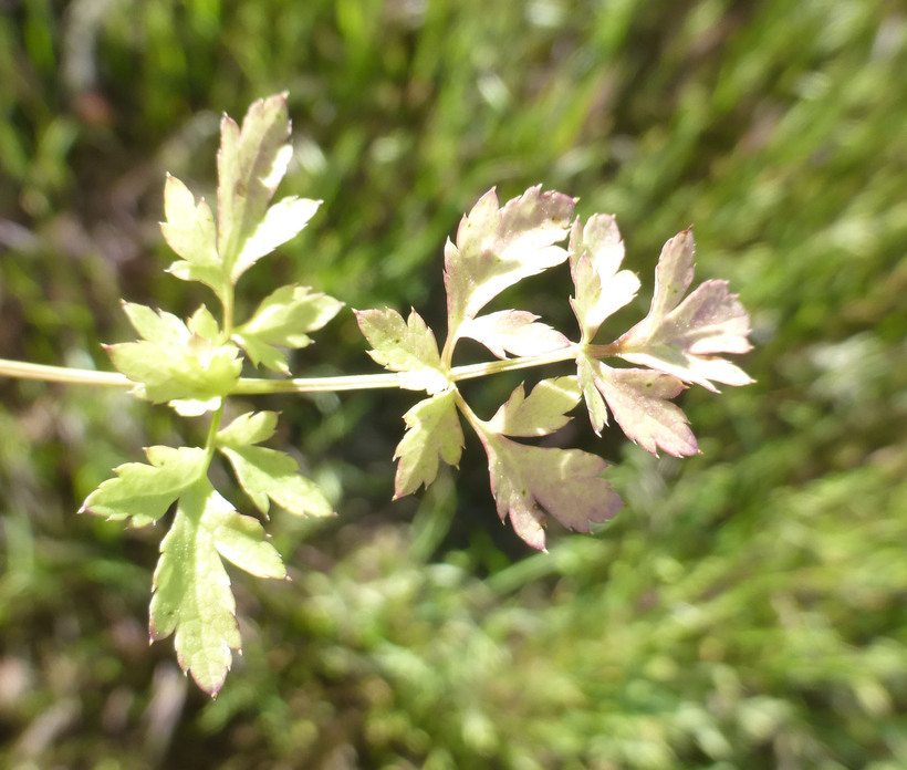 Imagem de Sanicula bipinnata Hook. & Arn.