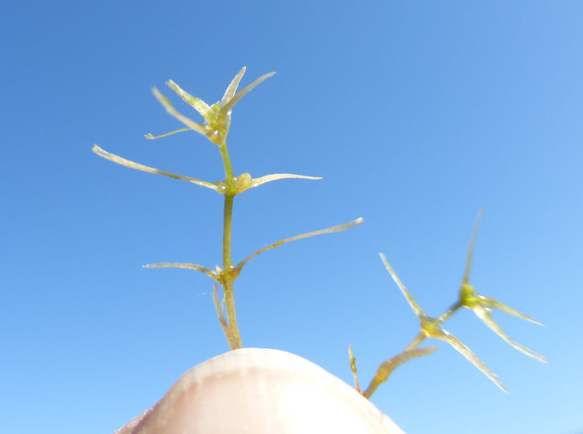 Image of Two-headed water-starwort