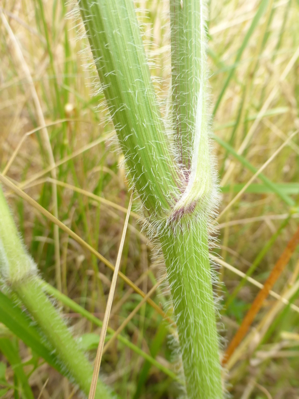 Image de Carotte sauvage