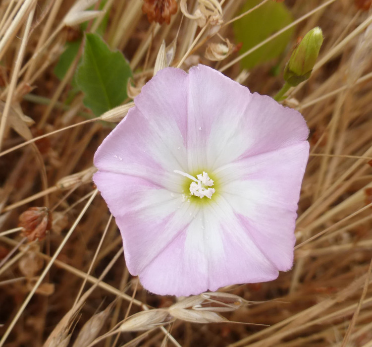 Image of Field Bindweed