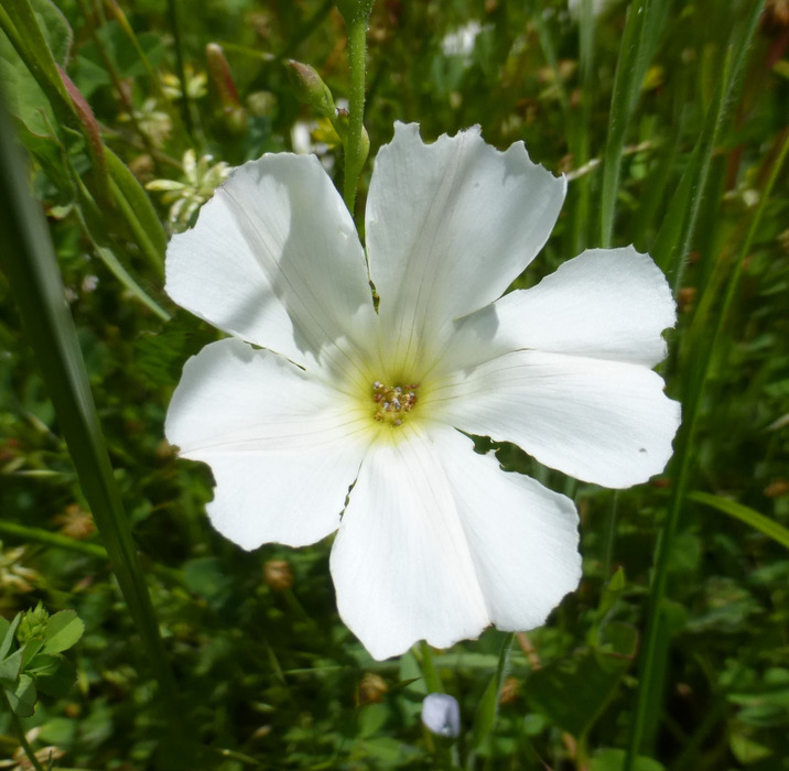 Image of Field Bindweed