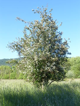 Image of Common Hawthorn