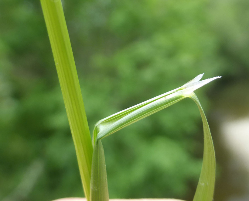 Imagem de Deschampsia elongata (Hook.) Munro