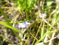 Image of elegant calicoflower